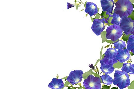 Isolated image of purple morning glory flower on png file at transparent background.