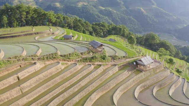 Aerial top view of fresh paddy rice terraces, green agricultural fields in countryside or rural area of Mu Cang Chai, mountain hills valley in Asia, Vietnam. Nature landscape background.
