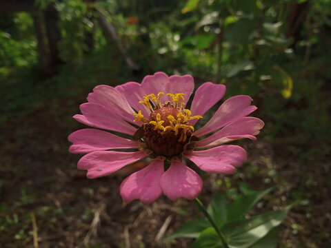 close up photo of a natural pink flower with the green background in the garden