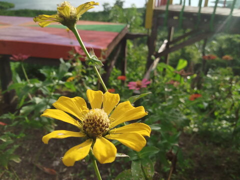 close up photo of yellow flower in the garden