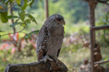 The buffy fish owl, Ketupa ketupu, also known as the Malay fish owl, is a fish owl in the family Strigidae.