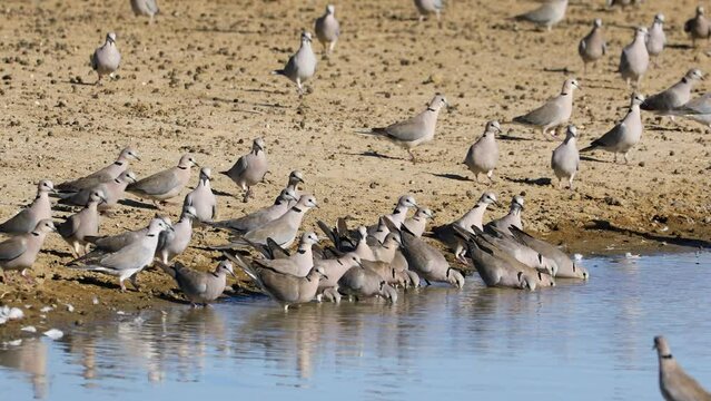 Cape turtle doves (Streptopelia capicola) gathering at a waterhole, Kalahari desert, South Africa