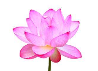 ハスの花　7月撮影