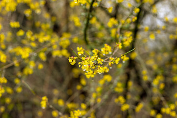 The fruit trees blossom and rain brings new life to nature.