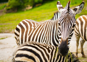 Fototapeta premium Zebra with her son underneath