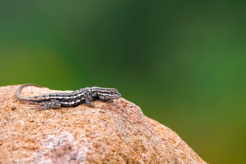 lizard on a rock