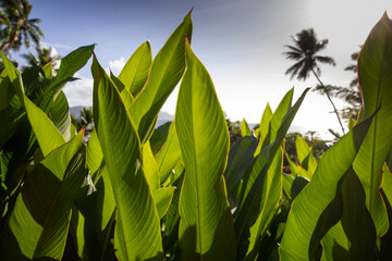 Low angle view of large green Ti leaves growing in the Fiji Islands