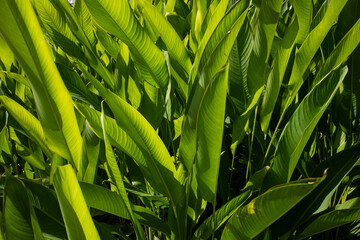 Large green Ti leaves growing in the Fiji Islands