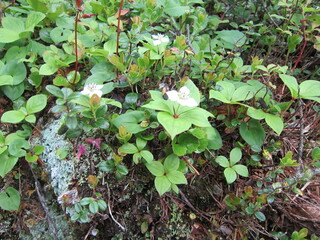 7月の高山植物。蓼科山に咲くゴゼンタチバナ。