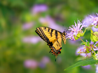 Eastern Tiger Swallowtail Butterfly on a Milkweed wildflower, blurred background, spring mood
