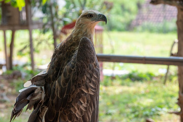 The white bellied sea eagle, Haliaeetus leucogaster, also known as the white breasted sea eagle, is a large diurnal bird of prey in the family Accipitridae