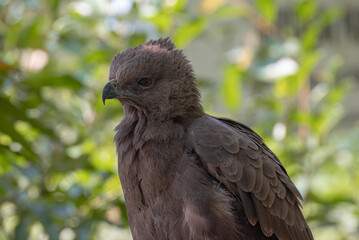 The changeable hawk eagle or crested hawk eagle, Nisaetus cirrhatus is a large bird of prey species of the family Accipitridae