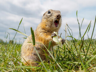 A prairie dog is standing on its hind legs and eating piece of cabbage by holding it in front of them with its paws.