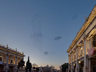 Fototapeta na wymiar Swarming starlings