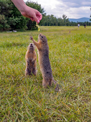 A prairie dog begs a human for piece of cabbage while standing on its hind legs. Close-up, side view