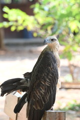 The white bellied sea eagle, Haliaeetus leucogaster, also known as the white breasted sea eagle, is a large diurnal bird of prey in the family Accipitridae