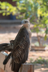 The white bellied sea eagle, Haliaeetus leucogaster, also known as the white breasted sea eagle, is a large diurnal bird of prey in the family Accipitridae