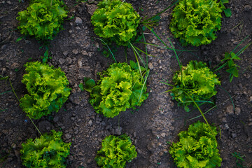 lettuces on the garden field