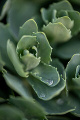 Closeup of green sedum plant with water drops