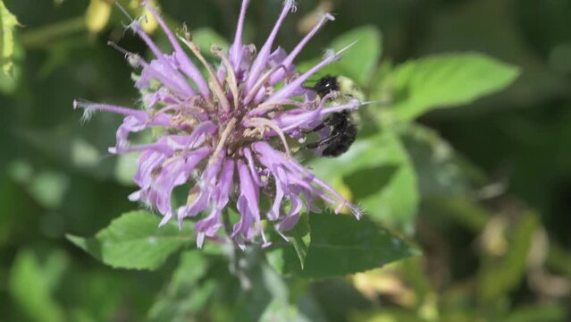 Bumblebee feeding on nectar from a Wild Bergamot flower.