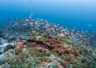 Naklejka na ściany i meble deep reef fish