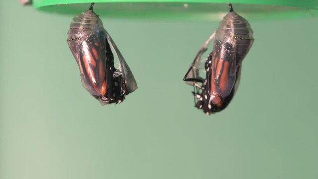 A pair of monarch butterflies emerging from their chrysalis at the same time.