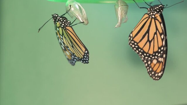  A pair of monarch butterflies drying their wings after emerging from their chrysalis.    