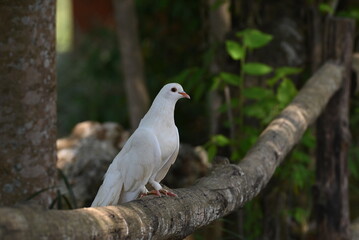 Pigeon perching on branch. The domestic pigeon, Columba livia domestica or Columba livia forma domestica