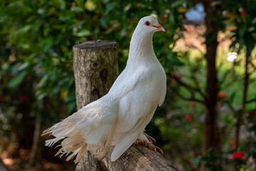 Pigeon perching on branch. The domestic pigeon, Columba livia domestica or Columba livia forma domestica