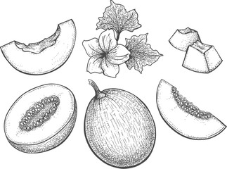 Melon engraving illustration