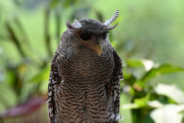 The buffy fish owl, Ketupa ketupu, also known as the Malay fish owl, is a fish owl in the family Strigidae.