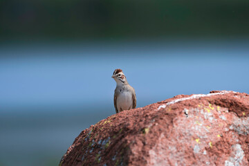 Lark Sparrow on a rock 