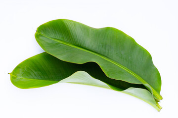 Fresh banana leaves on white background.