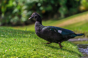 Muscovy duck