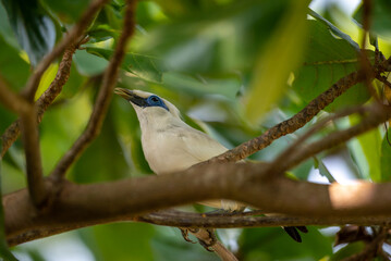 Bird on tree, The Bali myna, Leucopsar rothschildi, also known as Rothschild's mynah, Bali starling, or Bali mynah, locally known as jalak Bali.