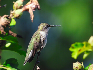 Fototapeta na wymiar Ruby-throated Hummingbird Perched On Branch with Pollen On Its Beak
