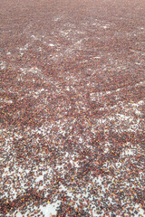 Coffee beans drying in the sun              