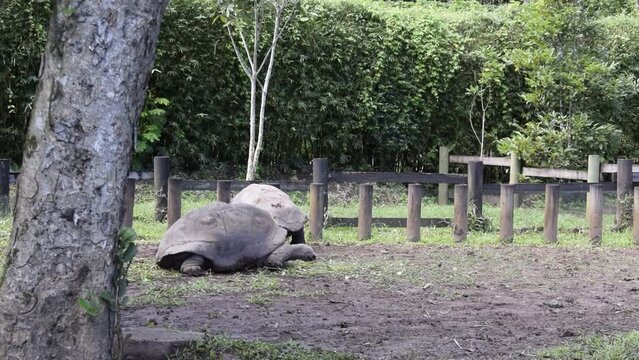 Giant Tortoise moving slowly on a muddy field