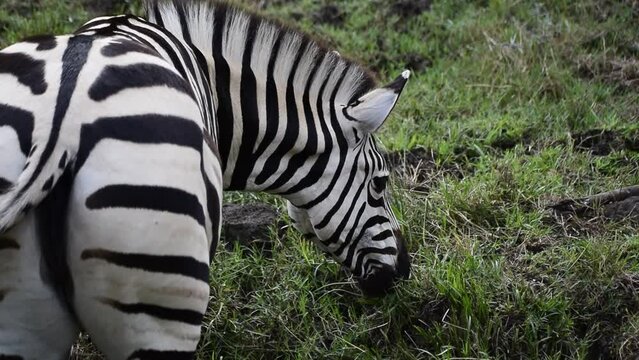 Zebra eating grass in a forest. Black and white strips are clearly visible