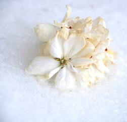 plucked white fading flowers in the snow