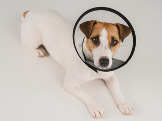 Jack Russell Terrier dog in plastic cone after surgery. 