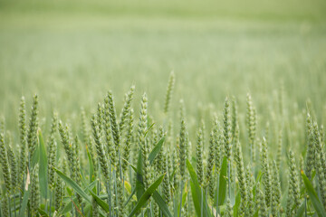 Close-up of a pine tree branch with water droplets
