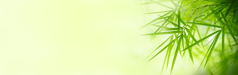 Nature of green bamboo leaf in garden at summer. Natural green leaves plants using as spring background cover page greenery environment ecology lime green wallpaper