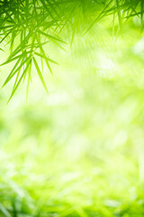 Nature of green bamboo leaf in garden at summer. Natural green leaves plants using as spring background cover page greenery environment ecology lime green wallpaper