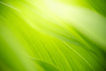 Nature of green leaf in garden at summer. Natural green leaves plants using as spring background...