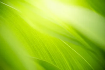 Tuinposter Nature of green leaf in garden at summer. Natural green leaves plants using as spring background cover page greenery environment ecology lime green wallpaper © Fahkamram
