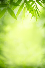 Fototapeta na wymiar Nature of green bamboo leaf in garden at summer. Natural green leaves plants using as spring background cover page greenery environment ecology lime green wallpaper