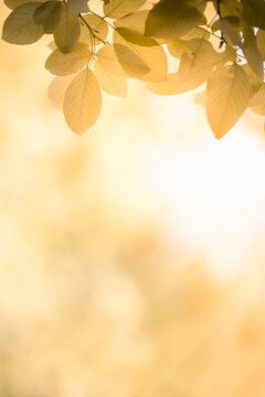 Nature of autumn leaf in garden at summer. Natural autumn leaves plants using as spring background cover page gold environment wallpaper