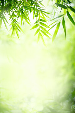 Fototapeta Nature of green bamboo leaf in garden at summer. Natural green leaves plants using as spring background cover page greenery environment ecology lime green wallpaper