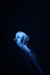 Jellyfish colorful in Chonburi, Thailand (Color from light source) The jellylike creatures pulse along on ocean currents.. 